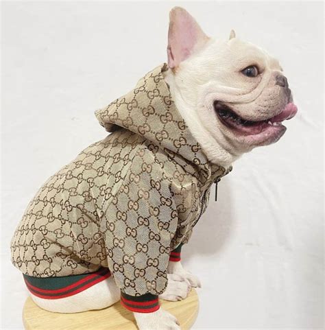 gucci coats for pets.